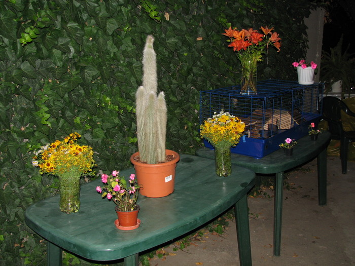 IMG_2584 - cactusul si cusca aricilor - arici