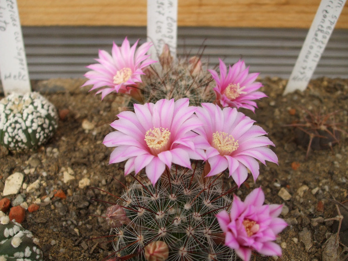 DSCF7091