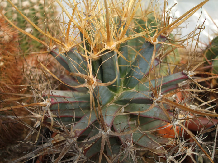 DSCF7082