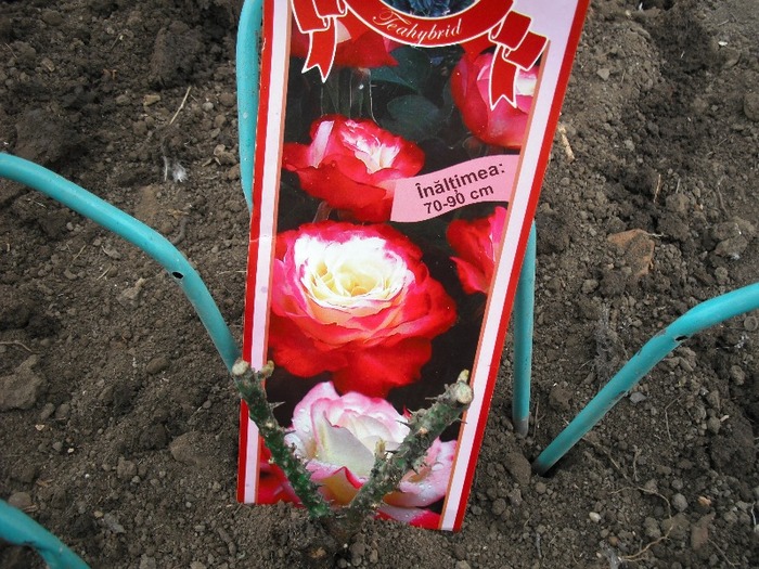 Double Delight - Cumparaturi 2011