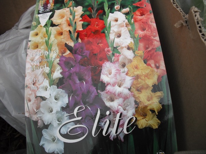 Gladiole - mix