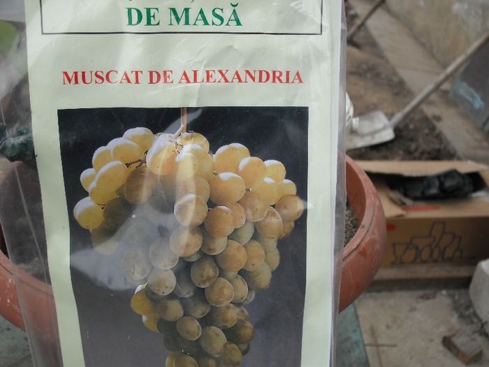 Muscat de Alexandria - Cumparaturi 2011