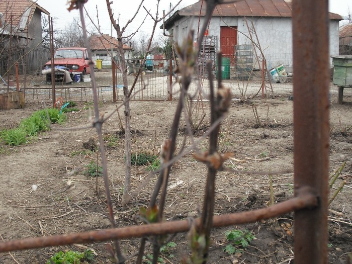 Clematita - Curtea si gradina in constructie