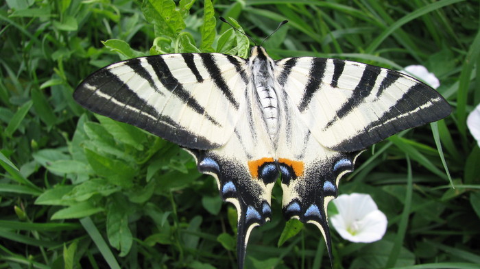 IMG_3758  fluture - fluturi din curte