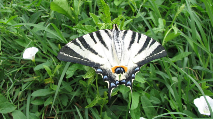 IMG_3763 - fluture - fluturi din curte