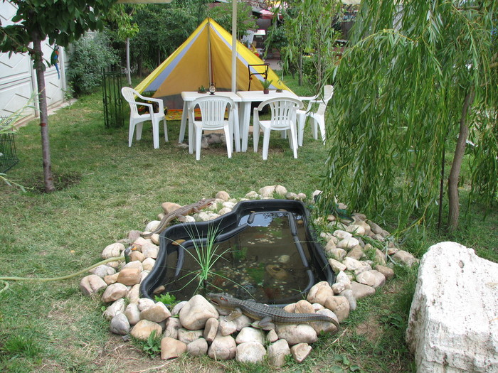 IMG_2541 - bazinul cu mormoloci si cortul