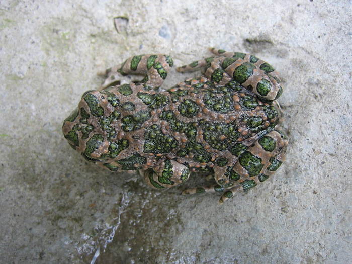 IMG_4618 - broscuta