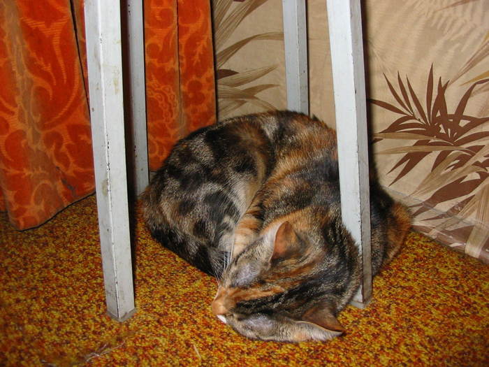 Picture 117 - Mitic covrig - pisica noastra