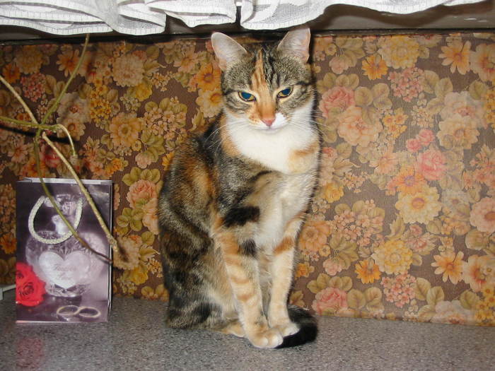 Picture 152 - pisic bibelou - pisica noastra