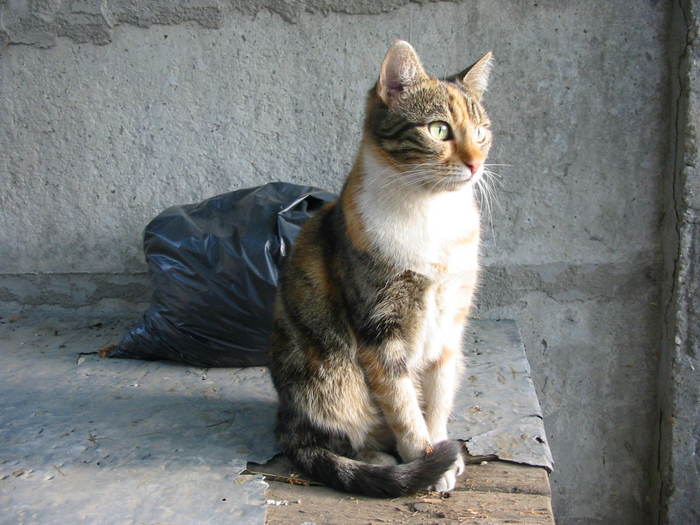 Picture 354 - pisicuta mitic - pisica noastra