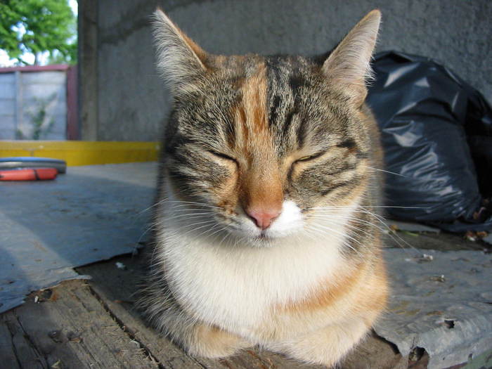 Picture 381 - mitic somnoros - pisica noastra