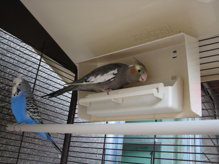 IMG_3284 - papagalul nimfa nou - papagalii mei
