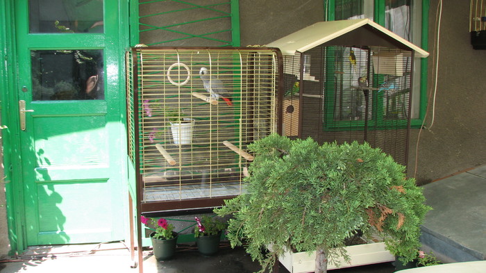 IMG_4026 - coliviile cu papagali - papagalii mei