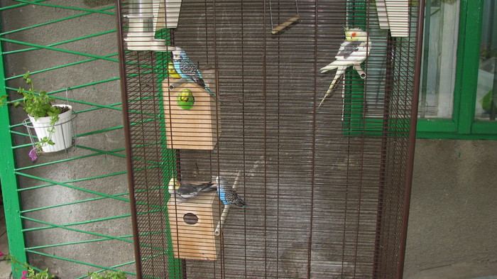 IMG_4656 - colivia cu papagali - papagalii mei
