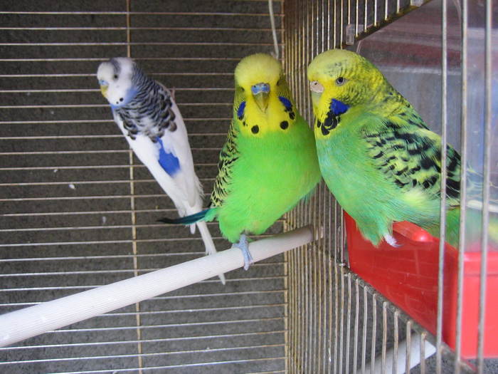 IMG_4698 - papagali - papagalii mei
