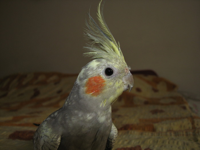 IMG_5235 - nimfa noua - capul - papagalii mei