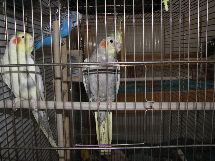 IMG_5250 - nimfele - papagalii mei