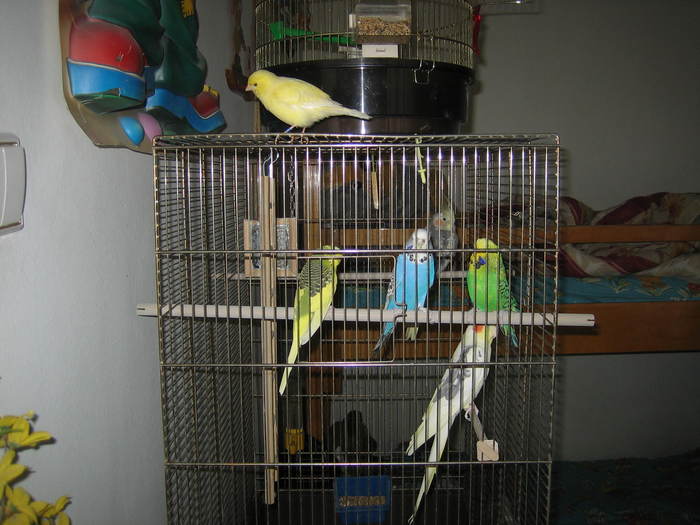 IMG_7542 - papagalii mei