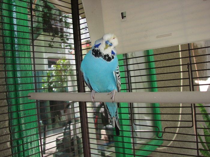 IMG_8950 - papagalul standard turcoaz - papagalii mei