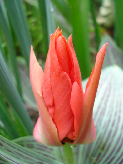 Tulipa Red Riding Hood (2010, April 15)