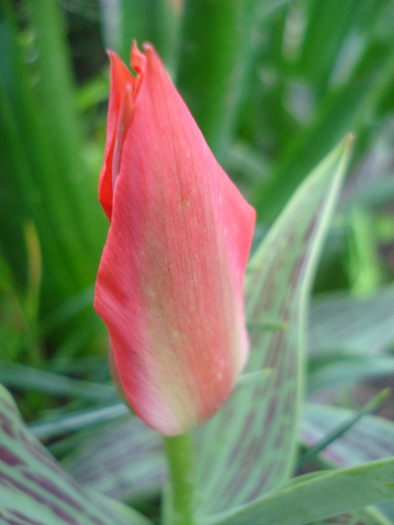 Tulipa Red Riding Hood (2010, April 15) - Tulipa Red Riding Hood