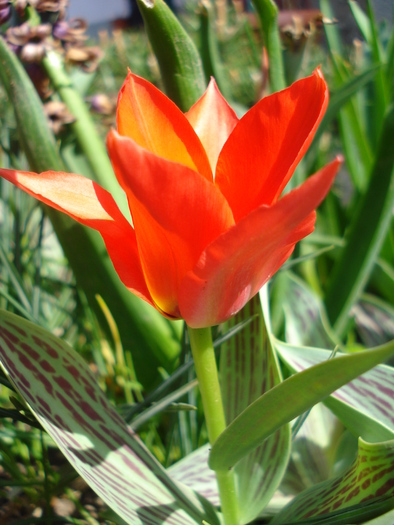 Tulipa Red Riding Hood (2010, April 16)