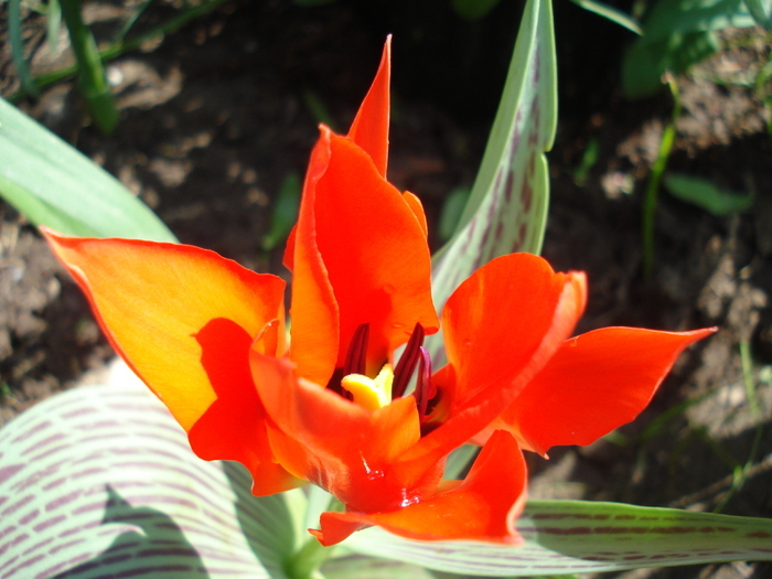 Tulipa Red Riding Hood (2010, April 16)