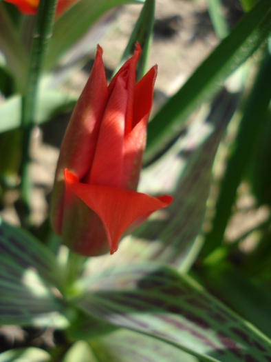 Tulipa Red Riding Hood (2010, April 18)