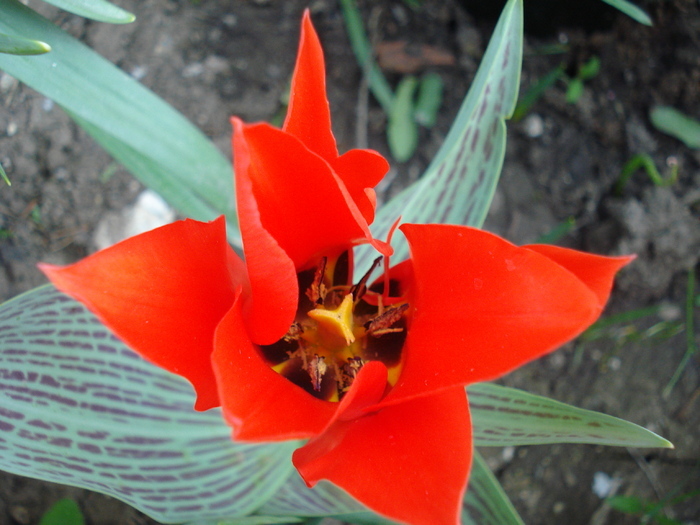 Tulipa Red Riding Hood (2010, April 18)