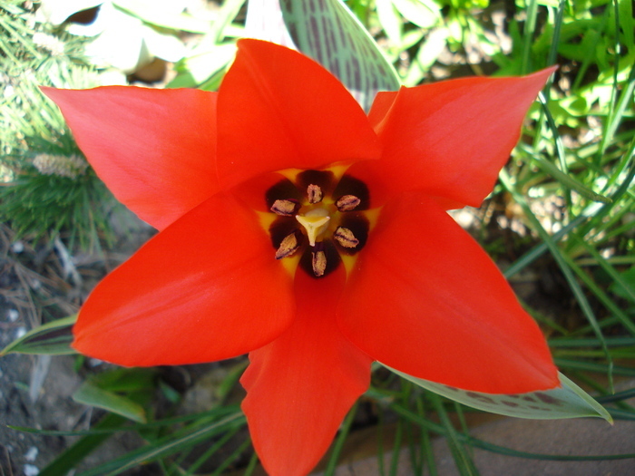 Tulipa Red Riding Hood (2010, April 18)