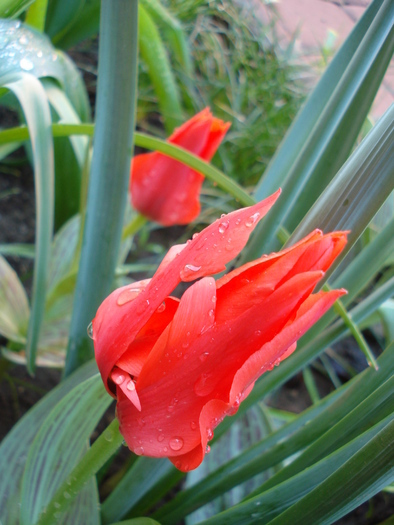 Tulipa Red Riding Hood (2010, April 21)