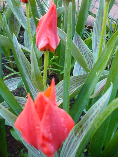 Tulipa Red Riding Hood (2010, April 21)