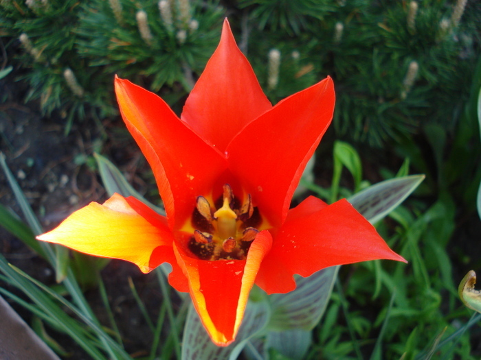 Tulipa Red Riding Hood (2010, April 21)