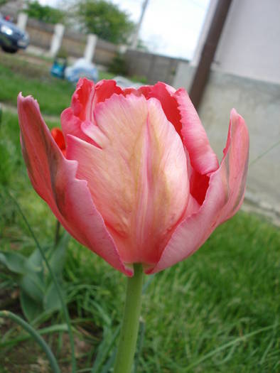 Tulipa Fantasy Parrot (2009, April 26)