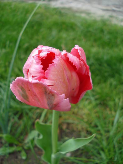 Tulipa Fantasy Parrot (2009, April 26) - Tulipa Fantasy Parrot