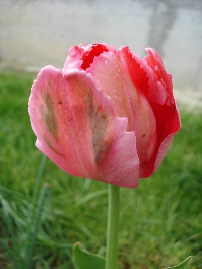 Tulipa Fantasy Parrot (2009, April 26)