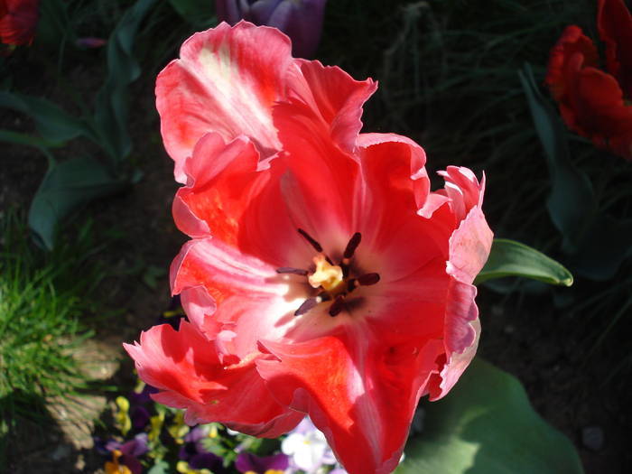 Tulipa Fantasy Parrot (2009, May 01) - Tulipa Fantasy Parrot