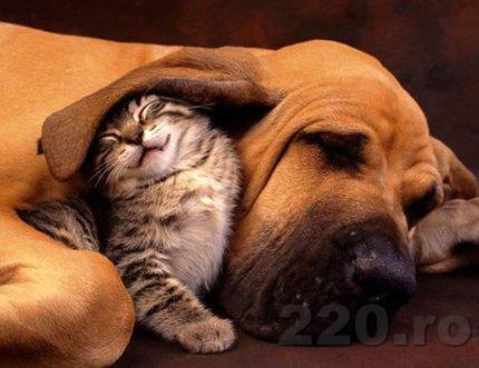cat and dog sleeping - a doua-a intrebare