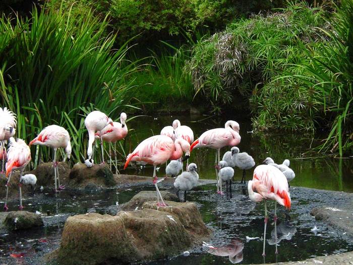 flamingo - a doua-a intrebare
