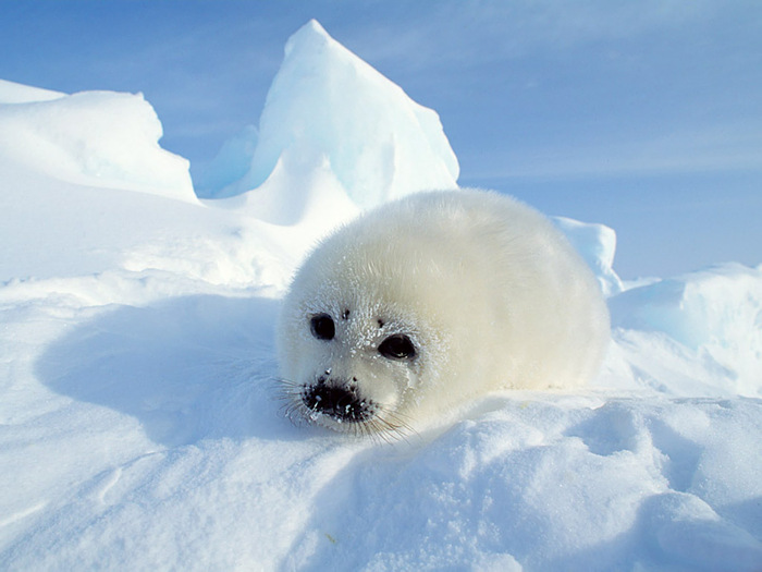 foca