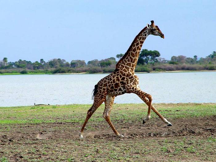 girafa