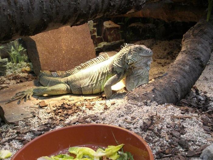 iguana - a doua-a intrebare