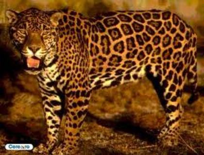 jaguar - a doua-a intrebare