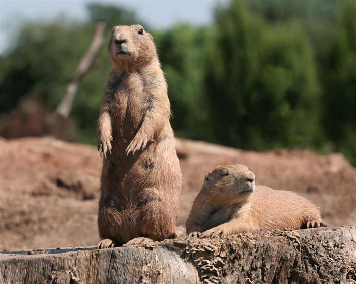 marmota - a doua-a intrebare