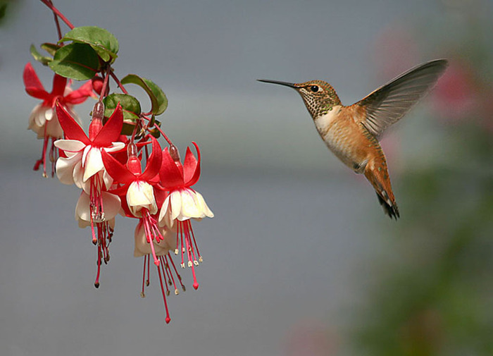 pasarea colibri - a doua-a intrebare