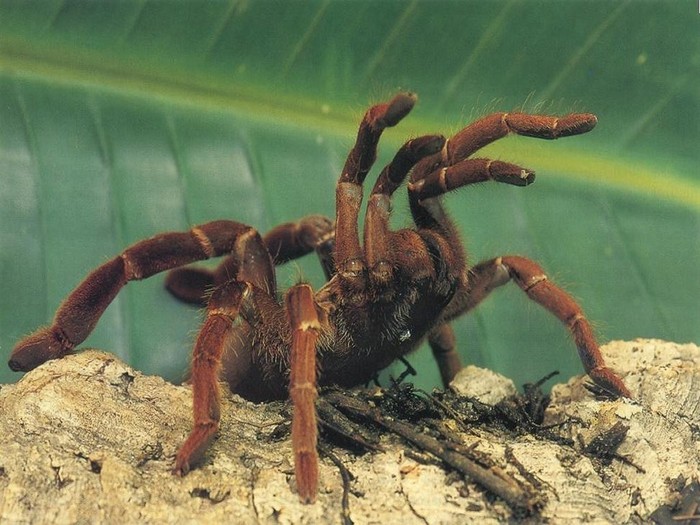 tarantula