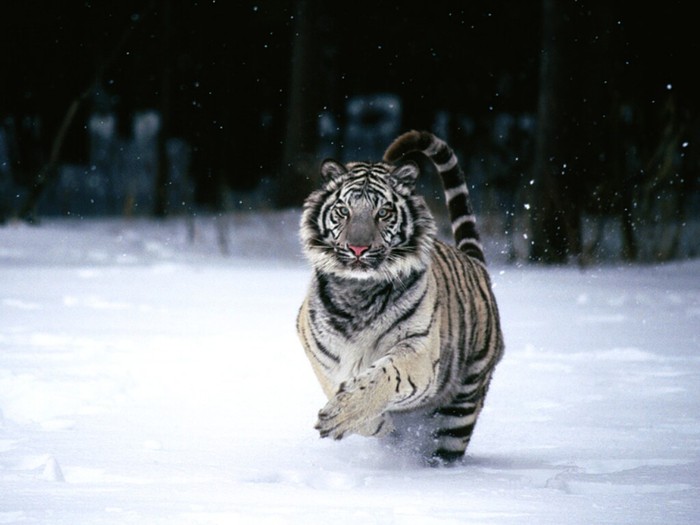 tigru siberian - a doua-a intrebare