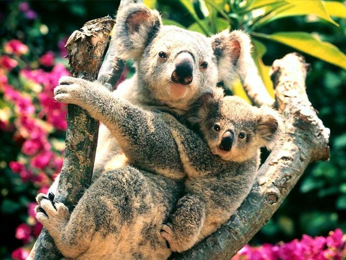 urs koala - a doua-a intrebare