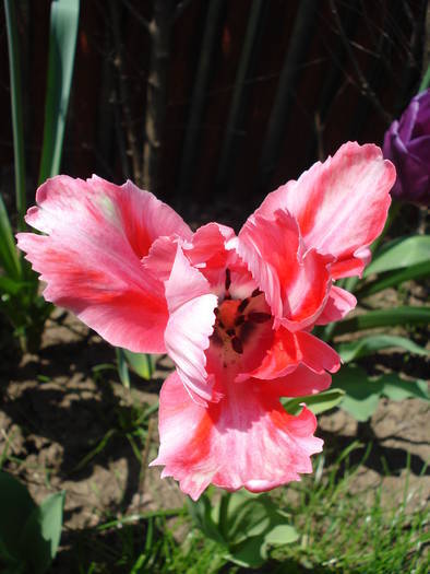 Tulipa Fantasy Parrot (2009, May 01)