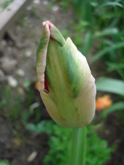 Tulipa Fantasy Parrot (2010, April 24) - Tulipa Fantasy Parrot